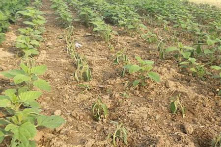 芝麻种植的株距与行距是多少