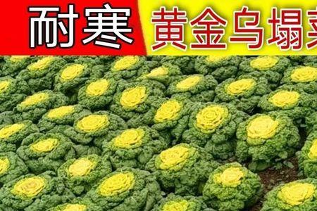 乌塌菜长多大可以包心