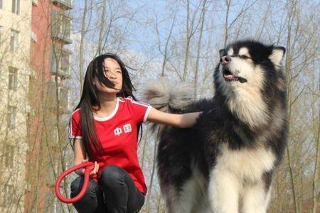 阿拉斯加幼犬和成年犬是几岁