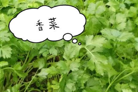 香菜有点苦怎么回事