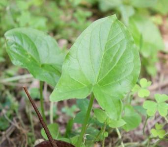 种植独角莲需要多长时间