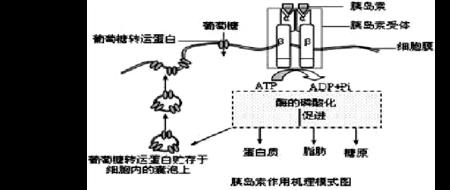 什么叫体液运输