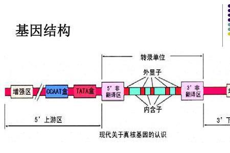 原核细胞有没有等位基因