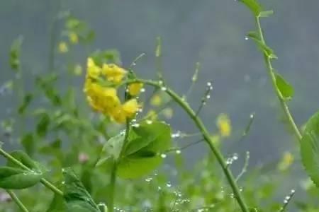 春季下雨对花卉的影响