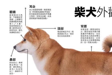 柴犬幼犬后腿标准