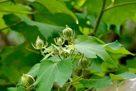 三瓣醉芙蓉花买回来怎样栽