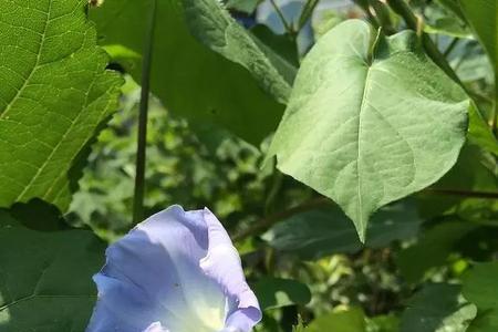 神农百草园有不死草没出现过没