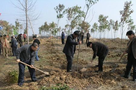 农村什么地方可以种树