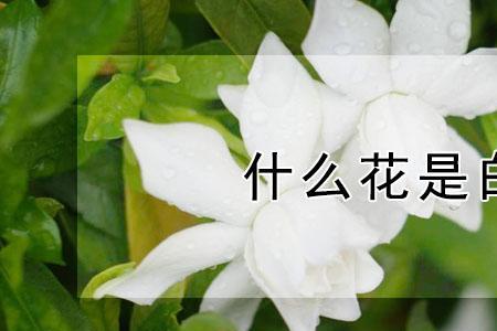 玫瑰和栀子花语