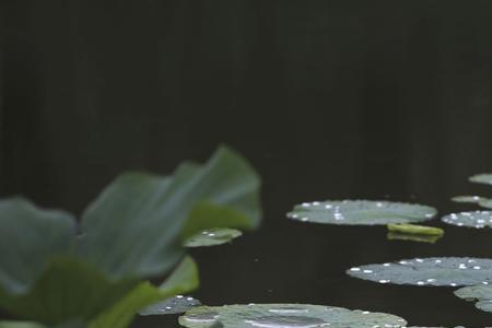 雨后涟漪是什么意思