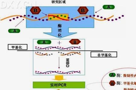 dna去甲基化酶是什么