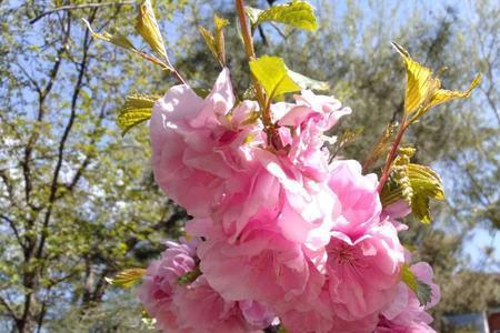 百花吐艳什么生肖