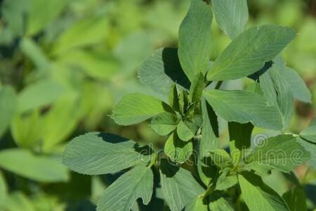 野辣菜种植时间和方法