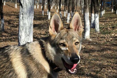 捷克狼犬哪里买