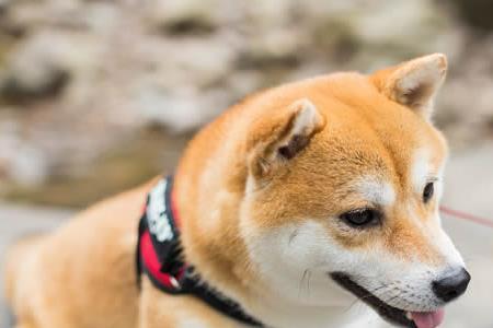 柴犬为啥喜欢干净