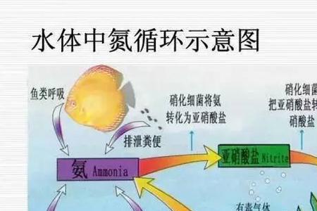 哪些东西含氮