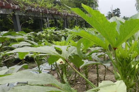 霍葵是什么植物