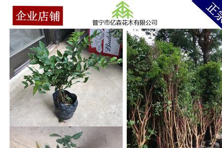 嘉宝果种植成本与利润