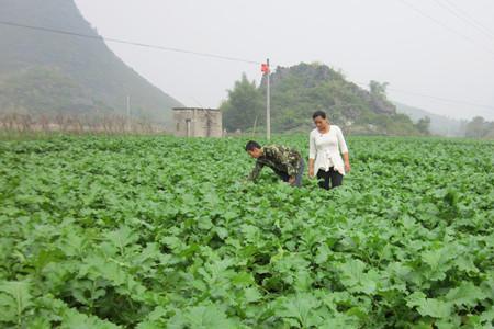 大头菜叶子卷曲怎么回事