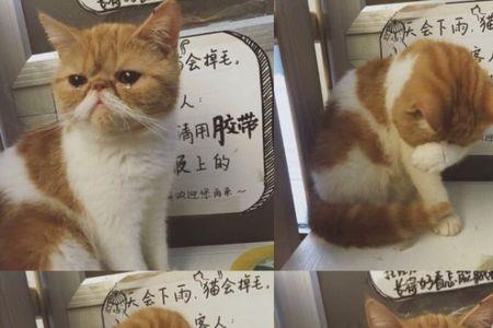 猫与咖啡要不要网络