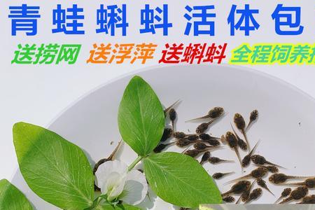 小蝌蚪的存活率