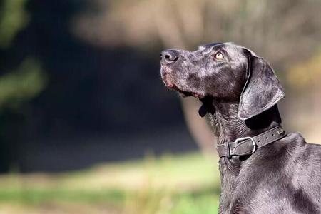 威玛犬胆子小是怎么回事