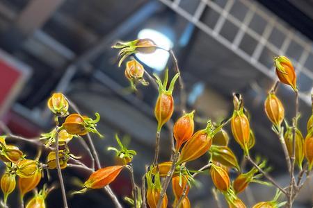 怎么把新鲜的桅子花做成干花