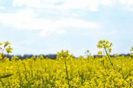 宁波什么时间种油菜籽