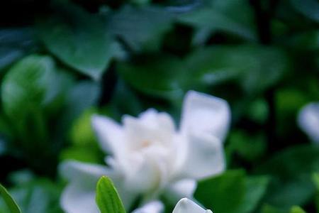 栀子花诗词花中第一名