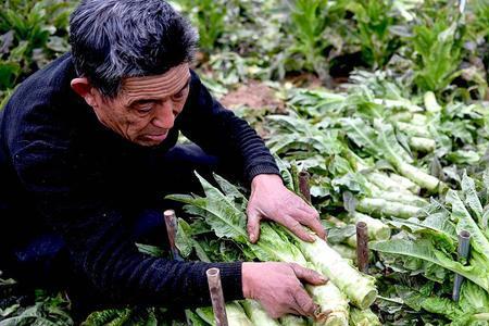 北京秋季露地莴笋种植时间