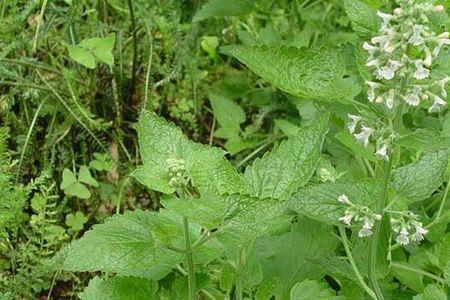 荆芥种植要埋多深土