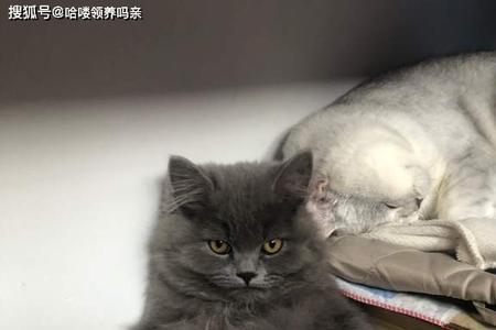 蓝猫春季掉毛要多长时间