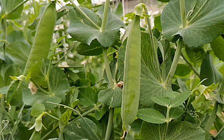 大荚豌豆种植方法