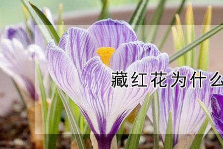 藏红花开花后怎么管理