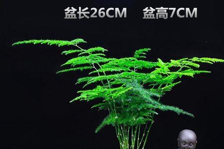 香木盆栽是死木头吗