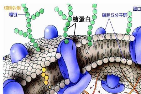 体细胞由什么和蛋白质组成