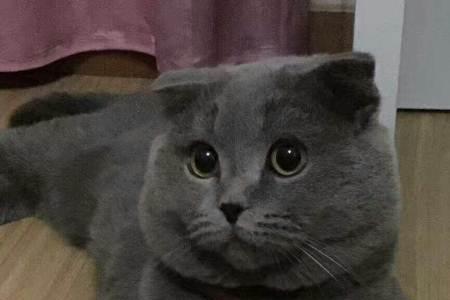 英短蓝猫几个月不会再长