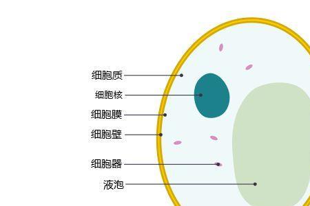 人类是单细胞组成的吗