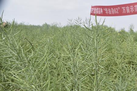 湖北油菜尖端品种