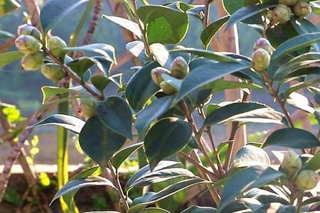 茶花换盆定根水何时浇