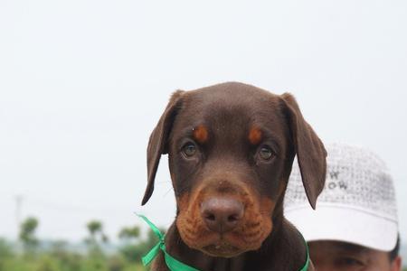 四个月的杜宾算幼犬吗