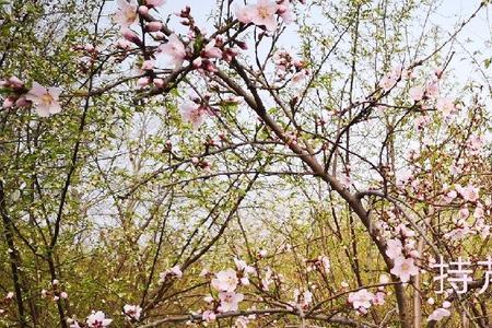 桃花堤公园面积