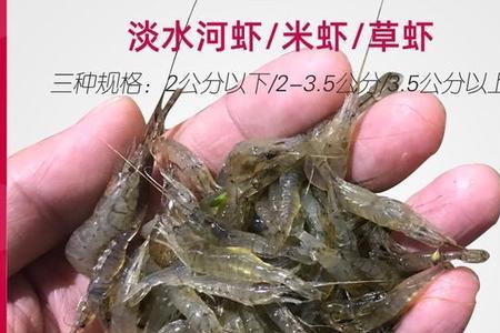 乌龟吃淡水虾还是南极磷虾好