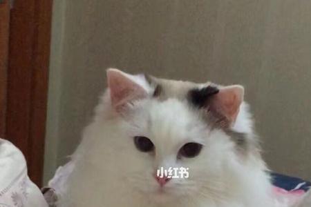 云养猫与云吸猫的区别