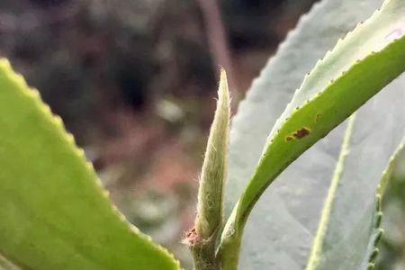 白茶头茬好不好