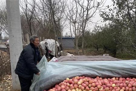 果农大批量苹果的储存方法