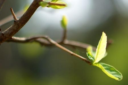 白松节水是什么意思