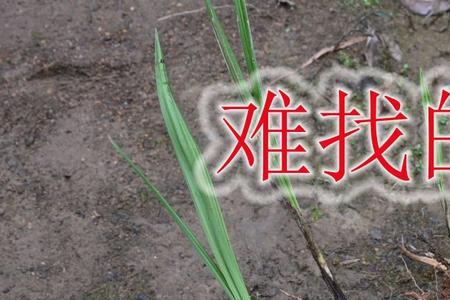 独脚仙茅怎么分别公母