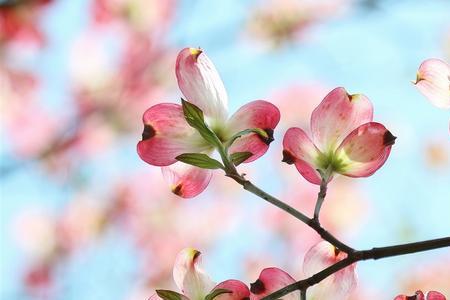 花卉春天什么温度适宜在室外