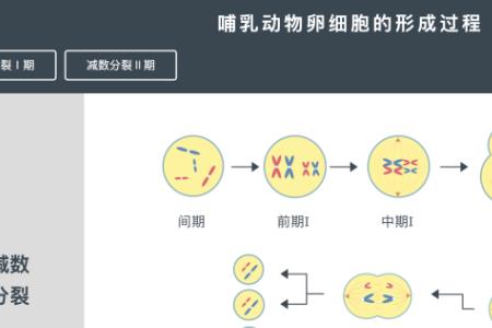 简述高等动物雌配子形成的过程